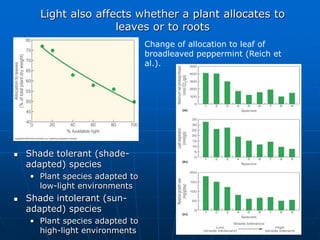  Shade tolerant (shade-
adapted) species
• Plant species adapted to
low-light environments
 Shade intolerant (sun-
adapted) species
• Plant species adapted to
high-light environments
Change of allocation to leaf of
broadleaved peppermint (Reich et
al.).
Light also affects whether a plant allocates to
leaves or to roots
 