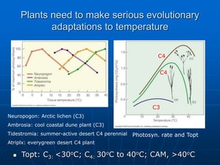 Plants need to make serious evolutionary
adaptations to temperature
 Topt: C3: <30oC; C4: 30oC to 40oC; CAM, >40oC
Neuropogon: Arctic lichen (C3)
Ambrosia: cool coastal dune plant (C3)
Tidestromia: summer-active desert C4 perennial
Atriplx: everygreen desert C4 plant
C3
C4
C4
Photosyn. rate and Topt
 