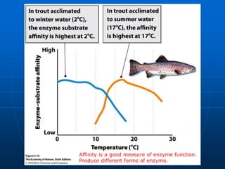Affinity is a good measure of enzyme function.
Produce different forms of enzyme.
 