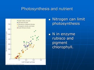 Photosynthesis and nutrient
 Nitrogen can limit
photosynthesis
 N in enzyme
rubisco and
pigment
chlorophyll.
 