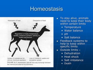 Homeostasis
 To stay alive, animals
need to keep their body
within certain limits
• Temperature
• Water balance
• pH
• Salt balance
 Feedback systems to
help to keep within
specific limits
 Outside limits –
• Dehydration
• Heat shock
• Salt imbalance
• Death
 