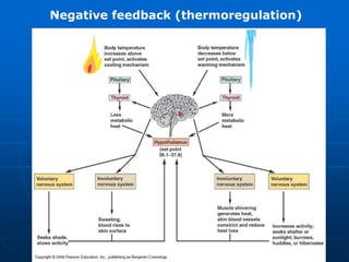 Negative feedback (thermoregulation)
 