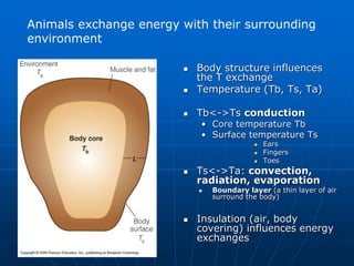  Body structure influences
the T exchange
 Temperature (Tb, Ts, Ta)
 Tb<->Ts conduction
• Core temperature Tb
• Surface temperature Ts
 Ears
 Fingers
 Toes
 Ts<->Ta: convection,
radiation, evaporation
 Boundary layer (a thin layer of air
surround the body)
 Insulation (air, body
covering) influences energy
exchanges
Animals exchange energy with their surrounding
environment
 