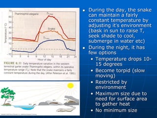 During the day, the snake
can maintain a fairly
constant temperature by
adjusting it’s environment
(bask in sun to raise T,
seek shade to cool,
submerge in water etc)
 During the night, it has
few options
• Temperature drops 10-
15 degrees
• Become torpid (slow
moving)
• Restricted by
environment
• Maximum size due to
need for surface area
to gather heat
• No minimum size
 