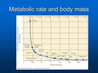 Metabolic rate and body mass
 