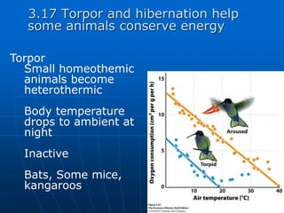 3.17 Torpor and hibernation help
some animals conserve energy
Torpor
Small homeothemic
animals become
heterothermic
Body temperature
drops to ambient at
night
Inactive
Bats, Some mice,
kangaroos
 
