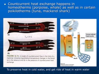  Countcurrent heat exchange happens in
homeotherms (porpoise, whale) as well as in certain
poikilotherms (tuna, mackerel shark)
To preserve heat in cold water, and get ride of heat in warm water
 