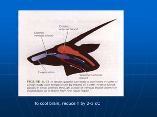 To cool brain, reduce T by 2-3 oC
 