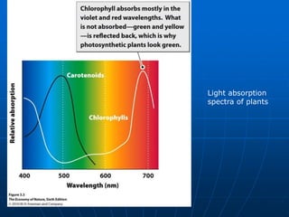 Light absorption
spectra of plants
 