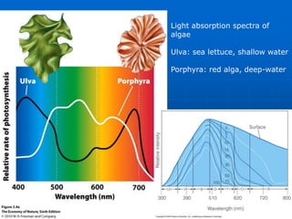 Light absorption spectra of
algae
Ulva: sea lettuce, shallow water
Porphyra: red alga, deep-water
 