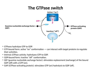 BIOL 4340 WK4 - Ch. 3 - Protein Structure and Function II.pptx