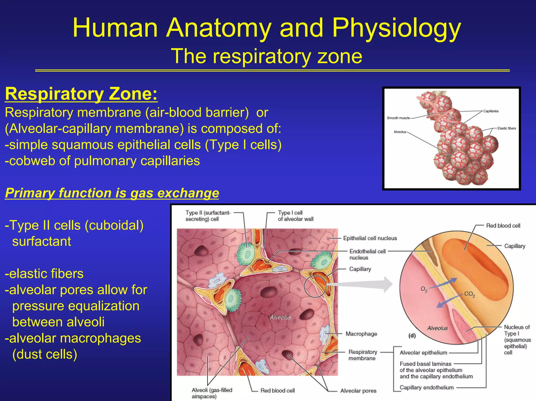 Human Anatomy and Physiology
                            The respiratory zone
Respiratory Zone:
Respiratory membrane (air-blood barrier) or
(Alveolar-capillary membrane) is composed of:
-simple squamous epithelial cells (Type I cells)
-cobweb of pulmonary capillaries

Primary function is gas exchange

-Type II cells (cuboidal)
 surfactant

-elastic fibers
-alveolar pores allow for
 pressure equalization
 between alveoli
-alveolar macrophages
 (dust cells)
 