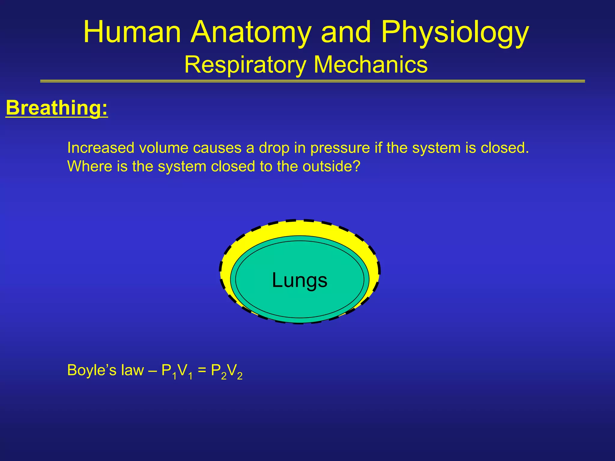 Human Anatomy and Physiology
                     Respiratory Mechanics
Breathing:
     Increased volume causes a drop in pressure if the system is closed.
     Where is the system closed to the outside?




                                  Lungs



     Boyle’s law – P1V1 = P2V2
 