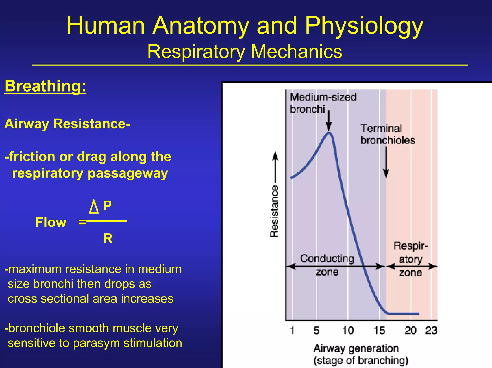 Human Anatomy and Physiology
                          Respiratory Mechanics
Breathing:

Airway Resistance-

-friction or drag along the
  respiratory passageway

                  P
     Flow =
                  R

-maximum resistance in medium
 size bronchi then drops as
 cross sectional area increases

-bronchiole smooth muscle very
 sensitive to parasym stimulation
 