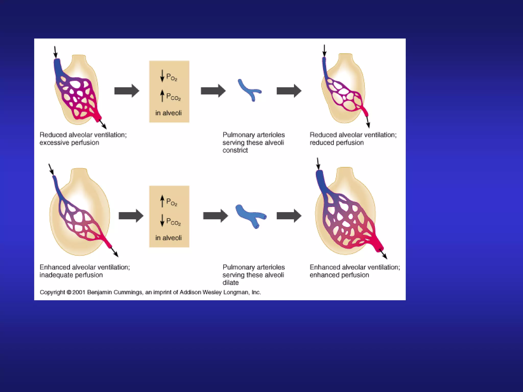 Human Anatomy&Physiology Respiratory S.