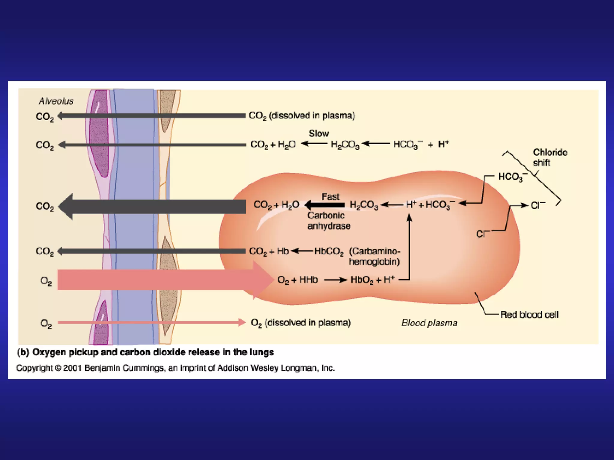 Human Anatomy&Physiology Respiratory S.