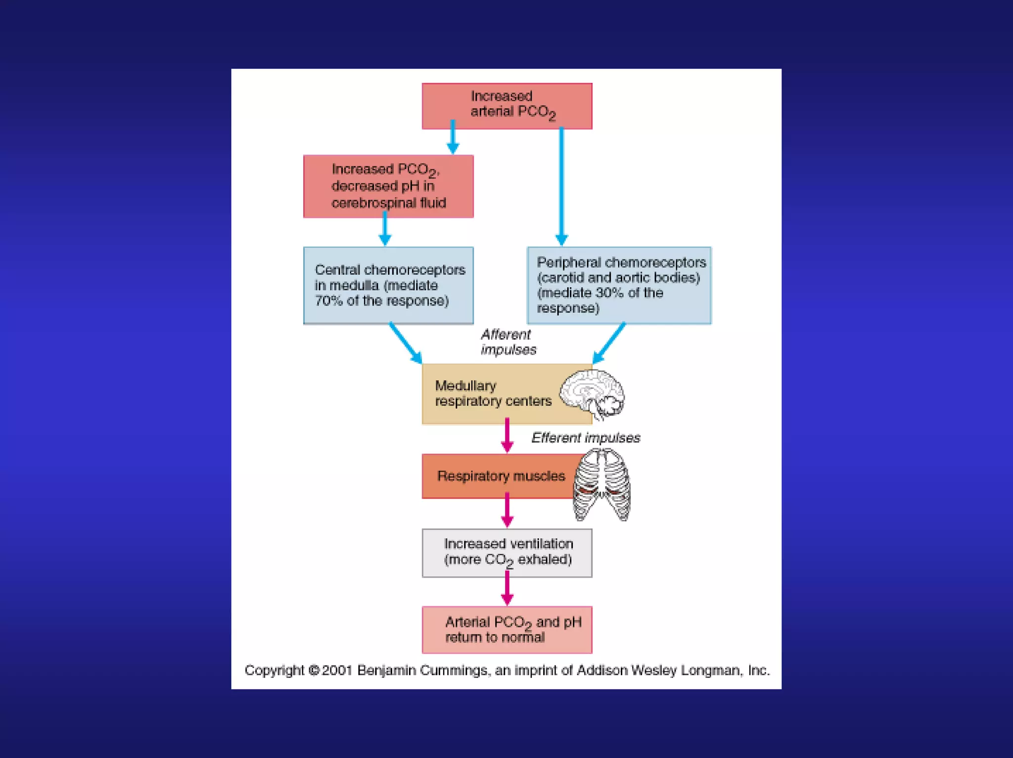 Human Anatomy&Physiology Respiratory S.