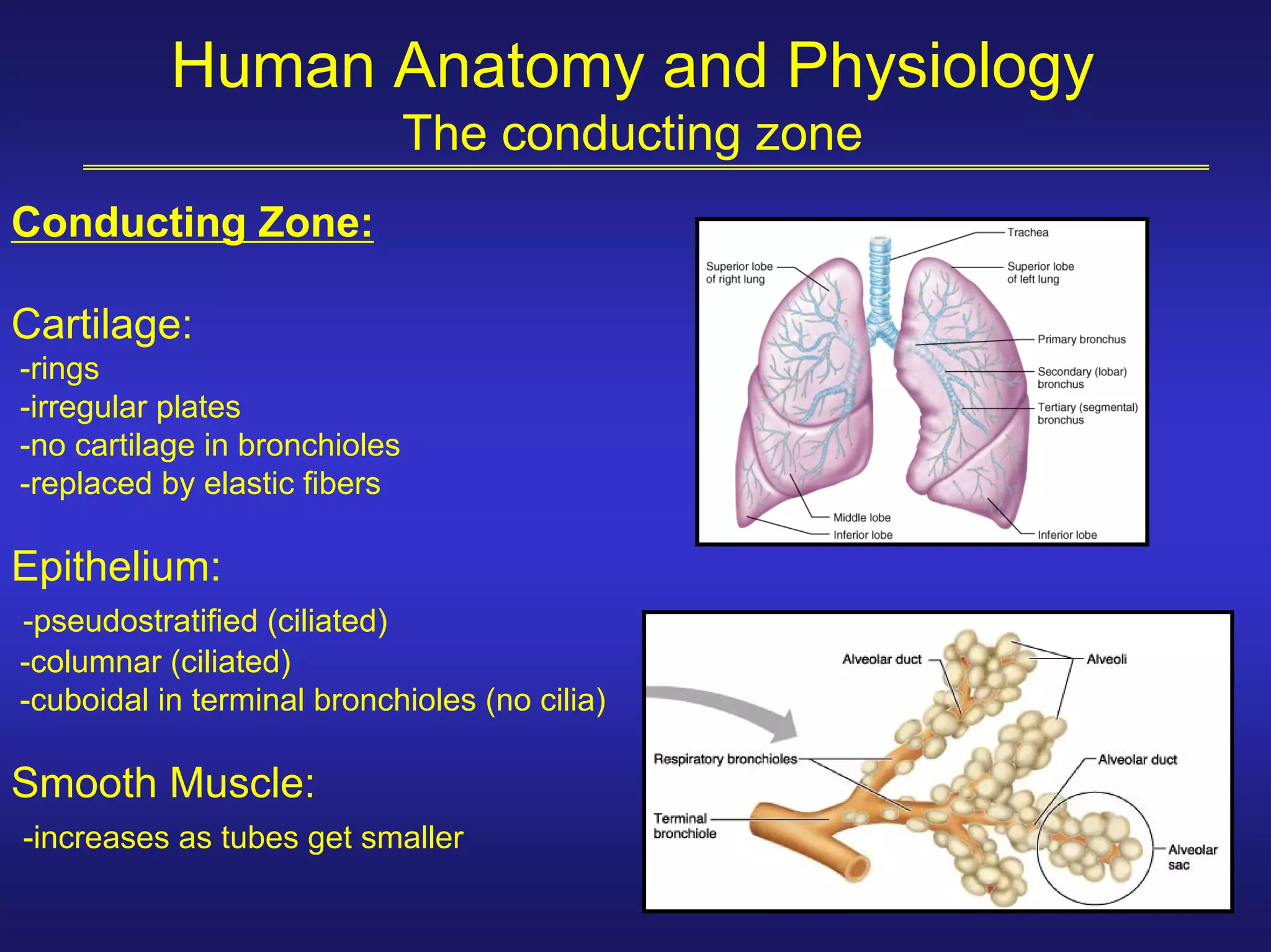 Human Anatomy and Physiology
                               The conducting zone
Conducting Zone:

Cartilage:
-rings
-irregular plates
-no cartilage in bronchioles
-replaced by elastic fibers

Epithelium:
-pseudostratified (ciliated)
-columnar (ciliated)
-cuboidal in terminal bronchioles (no cilia)

Smooth Muscle:
-increases as tubes get smaller
 