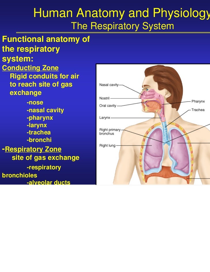Human Anatomy&Physiology Respiratory S.