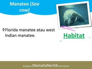 Kerajaan Animalia
Filum Chordata
Kelas Mammalia
Ordo Sirenia
Famili Trichechidae
Genus Trichechus
Spesies Trichechus manatus
Biologilaut.MamaliaNeritik.Kelompok10
Manatee (Sea
cow)
Klasifikas
i
◊ Tubuh berbentuk streamlined – dengan
ekor berbentuk seperti dayung
◊ Memiliki warna tubuh abu-abu, namun
dapat terlihat abu-abu kecoklatan ----
pengaruh algae
◊ Amazonian manatees biasanya memiliki
warna bercak putih atau merah jambu
pada bagian tengah tubuh (pinggul) dan
dada.
Morfologi
◊ Kemampuan menyelam hingga
kedalaman 10 m maksimum, biasanya
hanya kedalaman 3 m. Kecepatan
berenang antara 4-10 km/jam
◊ Menyukai tempat yang dingin dan
hidup secara berkelompok yang
berjumlah 4-8 ekor.
Kebiasaan
◊Florida manatee atau west
Indian manatee. Habitat
 