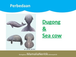 Biologilaut.MamaliaNeritik.Kelompok10
Perbedaan
Dugong
&
Sea cow
 