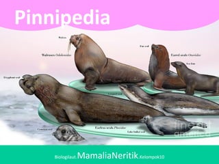 Biologilaut.MamaliaNeritik.Kelompok10
Pinnipedia
 