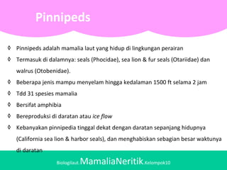 Biologilaut.MamaliaNeritik.Kelompok10
Pinnipeds
Klasifikasi
◊ Pinnipeds adalah mamalia laut yang hidup di lingkungan perairan
◊ Termasuk di dalamnya: seals (Phocidae), sea lion & fur seals (Otariidae) dan
walrus (Otobenidae).
◊ Beberapa jenis mampu menyelam hingga kedalaman 1500 ft selama 2 jam
◊ Tdd 31 spesies mamalia
◊ Bersifat amphibia
◊ Bereproduksi di daratan atau ice flow
◊ Kebanyakan pinnipedia tinggal dekat dengan daratan sepanjang hidupnya
(California sea lion & harbor seals), dan menghabiskan sebagian besar waktunya
di daratan
 