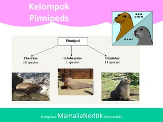 Biologilaut.MamaliaNeritik.Kelompok10
Kelompok
Pinnipeds
 