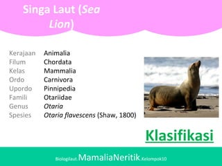 Biologilaut.MamaliaNeritik.Kelompok10
Singa Laut (Sea
Lion)
Klasifikasi
Kerajaan Animalia
Filum Chordata
Kelas Mammalia
Ordo Carnivora
Upordo Pinnipedia
Famili Otariidae
Genus Otaria
Spesies Otaria flavescens (Shaw, 1800)
 