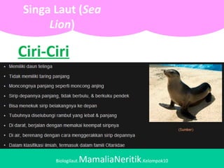 Biologilaut.MamaliaNeritik.Kelompok10
Singa Laut (Sea
Lion)
Ciri-Ciri
 