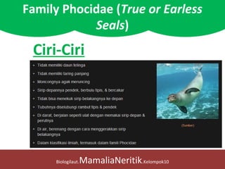 Biologilaut.MamaliaNeritik.Kelompok10
Family Phocidae (True or Earless
Seals)
Ciri-Ciri
 