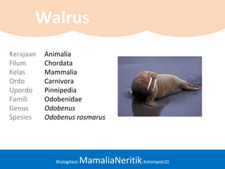 Biologilaut.MamaliaNeritik.Kelompok10
Walrus
Kerajaan Animalia
Filum Chordata
Kelas Mammalia
Ordo Carnivora
Upordo Pinnipedia
Famili Odobenidae
Genus Odobenus
Spesies Odobenus rosmarus
 