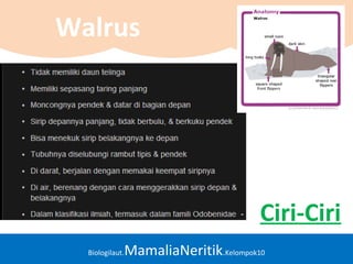 Biologilaut.MamaliaNeritik.Kelompok10
Walrus
Ciri-Ciri
 