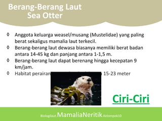 Biologilaut.MamaliaNeritik.Kelompok10
Berang-Berang Laut
Sea Otter
◊ Anggota keluarga weasel/musang (Mustelidae) yang paling
berat sekaligus mamalia laut terkecil.
◊ Berang-berang laut dewasa biasanya memiliki berat badan
antara 14-45 kg dan panjang antara 1-1,5 m.
◊ Berang-berang laut dapat berenang hingga kecepatan 9
km/jam.
◊ Habitat perairan pantai dengkedalaman 15-23 meter
Ciri-Ciri
 