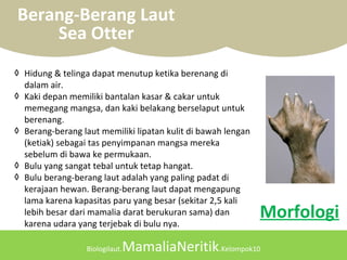 Biologilaut.MamaliaNeritik.Kelompok10
Berang-Berang Laut
Sea Otter
◊ Hidung & telinga dapat menutup ketika berenang di
dalam air.
◊ Kaki depan memiliki bantalan kasar & cakar untuk
memegang mangsa, dan kaki belakang berselaput untuk
berenang.
◊ Berang-berang laut memiliki lipatan kulit di bawah lengan
(ketiak) sebagai tas penyimpanan mangsa mereka
sebelum di bawa ke permukaan.
◊ Bulu yang sangat tebal untuk tetap hangat.
◊ Bulu berang-berang laut adalah yang paling padat di
kerajaan hewan. Berang-berang laut dapat mengapung
lama karena kapasitas paru yang besar (sekitar 2,5 kali
lebih besar dari mamalia darat berukuran sama) dan
karena udara yang terjebak di bulu nya.
Morfologi
 