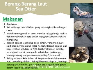 Biologilaut.MamaliaNeritik.Kelompok10
Berang-Berang Laut
Sea Otter
◊ Karnivora
◊ Satu-satunya mamalia laut yang menangkap ikan dengan
cakar
◊ Mereka menggunakan perut mereka sebagai meja makan
dan menggunakan batu untuk menghancurkan cangkang
mangsanya
◊ Berang-berang laut hidup di air dingin, yang membuat
sulit bagi mereka untuk tetap hangat. Berang-berang laut
harus makan setidaknya 25% dari berat badan mereka
setiap hari. Untuk memenuhi kebutuhan makannya,
berang-berang laut perlu makan setiap 3 jam sekali.
◊ Sebagian besar kebutuhan air terpenuhi melalui makanan
atau terkadang air laut. Sebagai bentuk adaptasi, berang-
berang laut memiliki ginjal relatif besar agar kadar garam
dalam tubuh tidak berlebihan.
Makanan
 