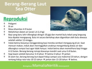 Biologilaut.MamaliaNeritik.Kelompok10
Berang-Berang Laut
Sea Otter
◊ Poligami
◊ Di air
◊ Masa khamilan 4-9 bulan
◊ Melahirkan dalam air (anak 1,4-2,3 kg)
◊ Bayi yang baru lahir dilengkapi dengan 10 gigi dan mantel bulu tebal yang langsung
bisa dipakai mengapung. Bulu ini secara bertahap akan digantikan oleh bulu dewasa
setelah sekitar 13 minggu.
◊ Induk betina biasanya menggendong bayi mereka sembari mengapung di air. Saat
mencari makan, induk akan meninggalkan anaknya mengambang diatas air dan
dibungkus rumput laut agar tidak hanyut. Induk betina akan memelihara bayi hingga
4-12 bulan. Berang-berang remaja biasanya mandiri saat umur 6-8 bulan.
◊ Siap kawin setelah berumur 3-4 tahun  betina 5 tahun  jantan
◊ Di alam liar, berang-berang laut dapat hidup sampai usia maksimal 23 tahun, dengan
rentang hidup rata-rata 10-15 tahun  jantan dan 15-20 tahun  betina.
Reproduksi
 