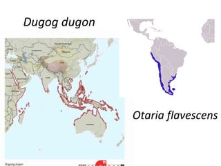 Dugog dugon
Otaria flavescens
 
