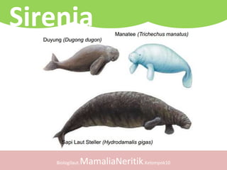 Biologilaut.MamaliaNeritik.Kelompok10
Sirenia
 