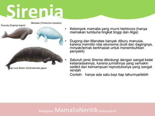 Biologilaut.MamaliaNeritik.Kelompok10
Sirenia
 