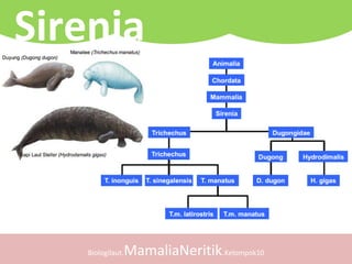 Biologilaut.MamaliaNeritik.Kelompok10
Sirenia
 