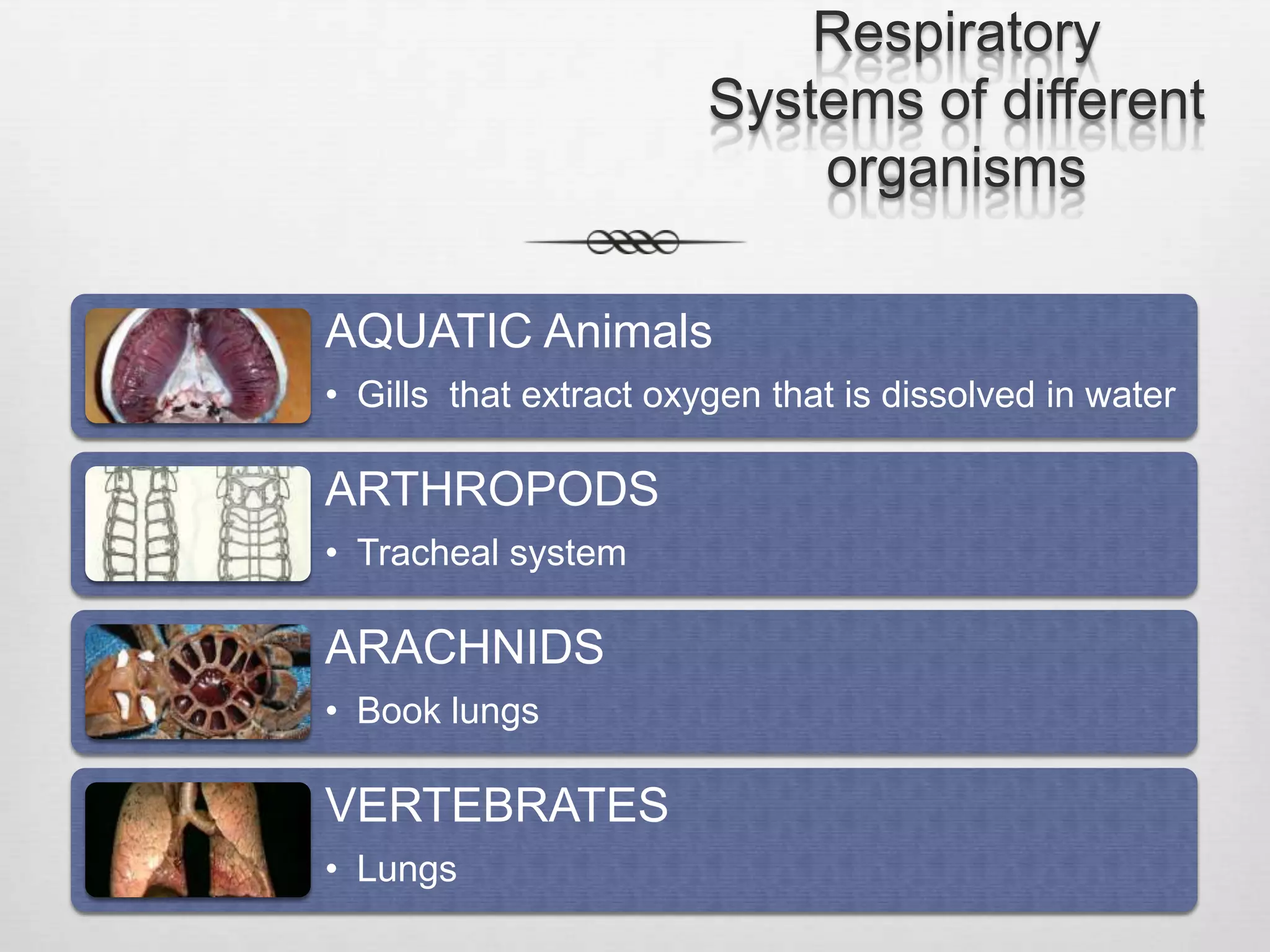 Respiratory
                        Systems of different
                            organisms

AQUATIC Animals
• Gills that extract oxygen that is dissolved in water

ARTHROPODS
• Tracheal system

ARACHNIDS
• Book lungs

VERTEBRATES
• Lungs
 