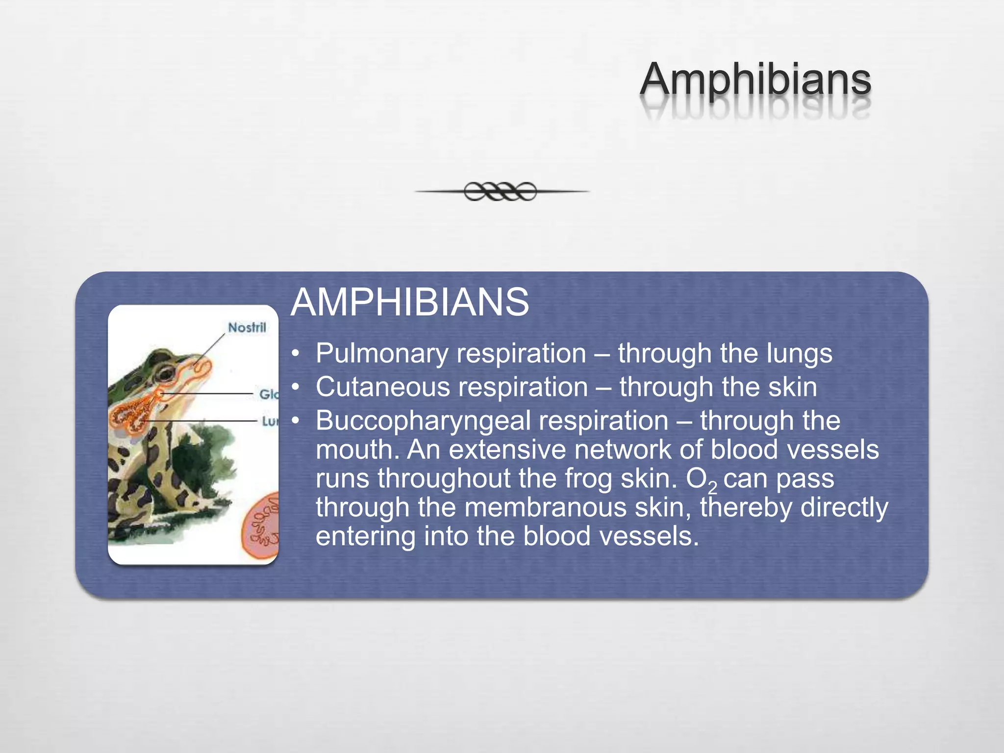 Amphibians



AMPHIBIANS
• Pulmonary respiration – through the lungs
• Cutaneous respiration – through the skin
• Buccopharyngeal respiration – through the
  mouth. An extensive network of blood vessels
  runs throughout the frog skin. O2 can pass
  through the membranous skin, thereby directly
  entering into the blood vessels.
 
