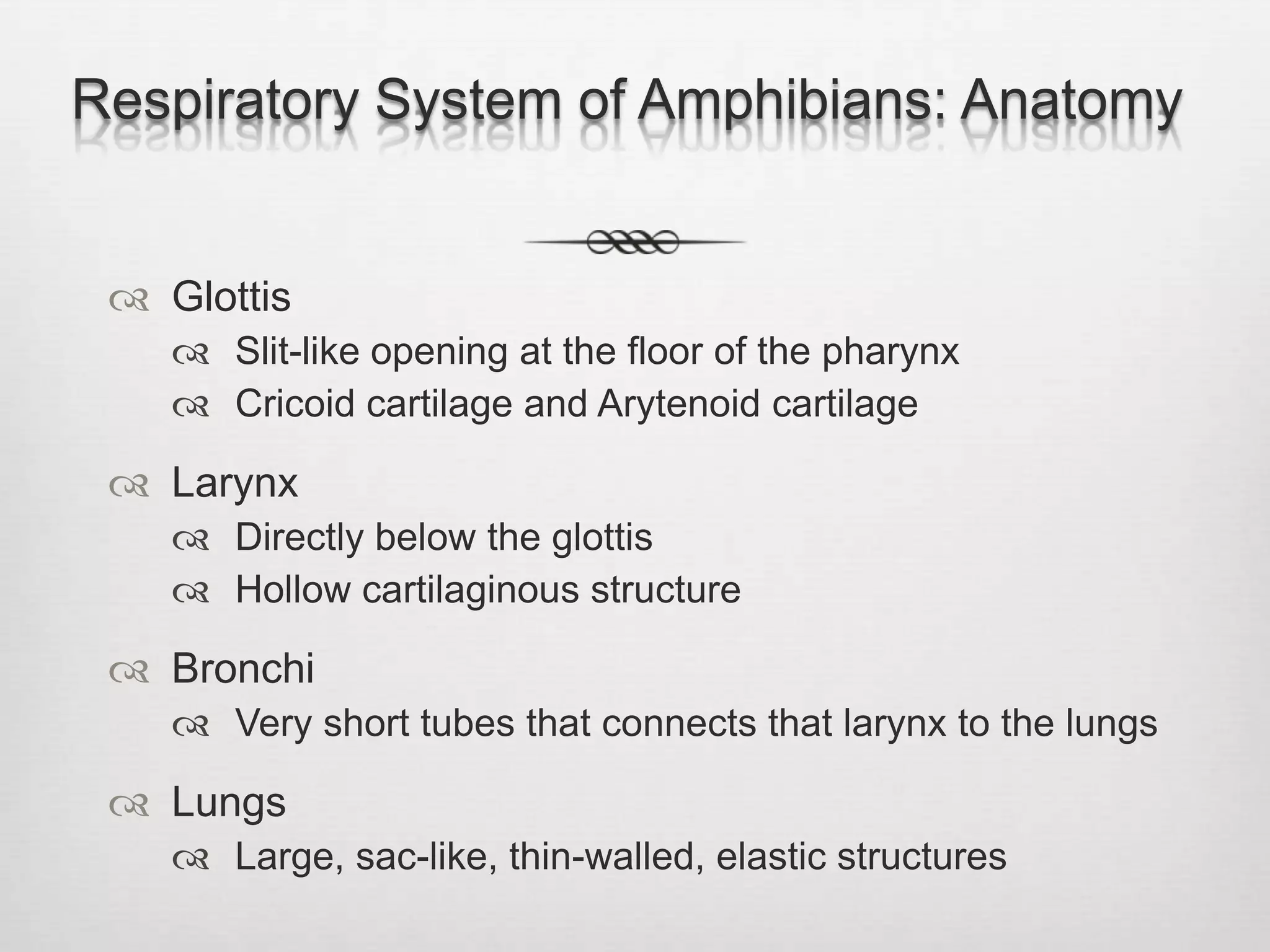 Respiratory System of Amphibians: Anatomy


  Glottis
     Slit-like opening at the floor of the pharynx
     Cricoid cartilage and Arytenoid cartilage

  Larynx
     Directly below the glottis
     Hollow cartilaginous structure

  Bronchi
     Very short tubes that connects that larynx to the lungs

  Lungs
     Large, sac-like, thin-walled, elastic structures
 