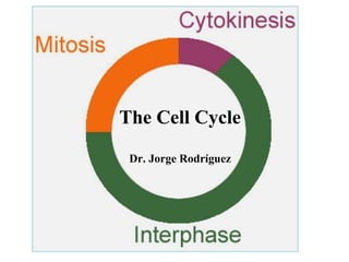 The Cell Cycle
Dr. Jorge Rodríguez

 