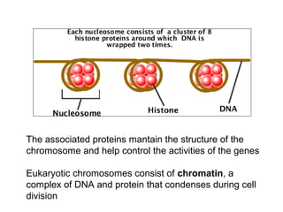 The associated proteins mantain the structure of the
chromosome and help control the activities of the genes
Eukaryotic chromosomes consist of chromatin, a
complex of DNA and protein that condenses during cell
division

 
