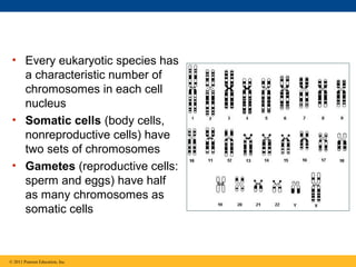 • Every eukaryotic species has
a characteristic number of
chromosomes in each cell
nucleus
• Somatic cells (body cells,
nonreproductive cells) have
two sets of chromosomes
• Gametes (reproductive cells:
sperm and eggs) have half
as many chromosomes as
somatic cells

© 2011 Pearson Education, Inc.

 
