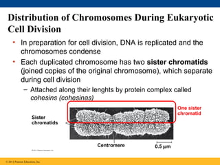 Distribution of Chromosomes During Eukaryotic
Cell Division
• In preparation for cell division, DNA is replicated and the
chromosomes condense
• Each duplicated chromosome has two sister chromatids
(joined copies of the original chromosome), which separate
during cell division
– Attached along their lenghts by protein complex called
cohesins (cohesinas)
One sister
chromatid

Sister
chromatids

Centromere

© 2011 Pearson Education, Inc.

0.5 µm

 