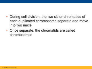 • During cell division, the two sister chromatids of
each duplicated chromosome separate and move
into two nuclei
• Once separate, the chromatids are called
chromosomes

© 2011 Pearson Education, Inc.

 