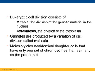 • Eukaryotic cell division consists of
– Mitosis, the division of the genetic material in the
nucleus
– Cytokinesis, the division of the cytoplasm

• Gametes are produced by a variation of cell
division called meiosis
• Meiosis yields nonidentical daughter cells that
have only one set of chromosomes, half as many
as the parent cell

© 2011 Pearson Education, Inc.

 